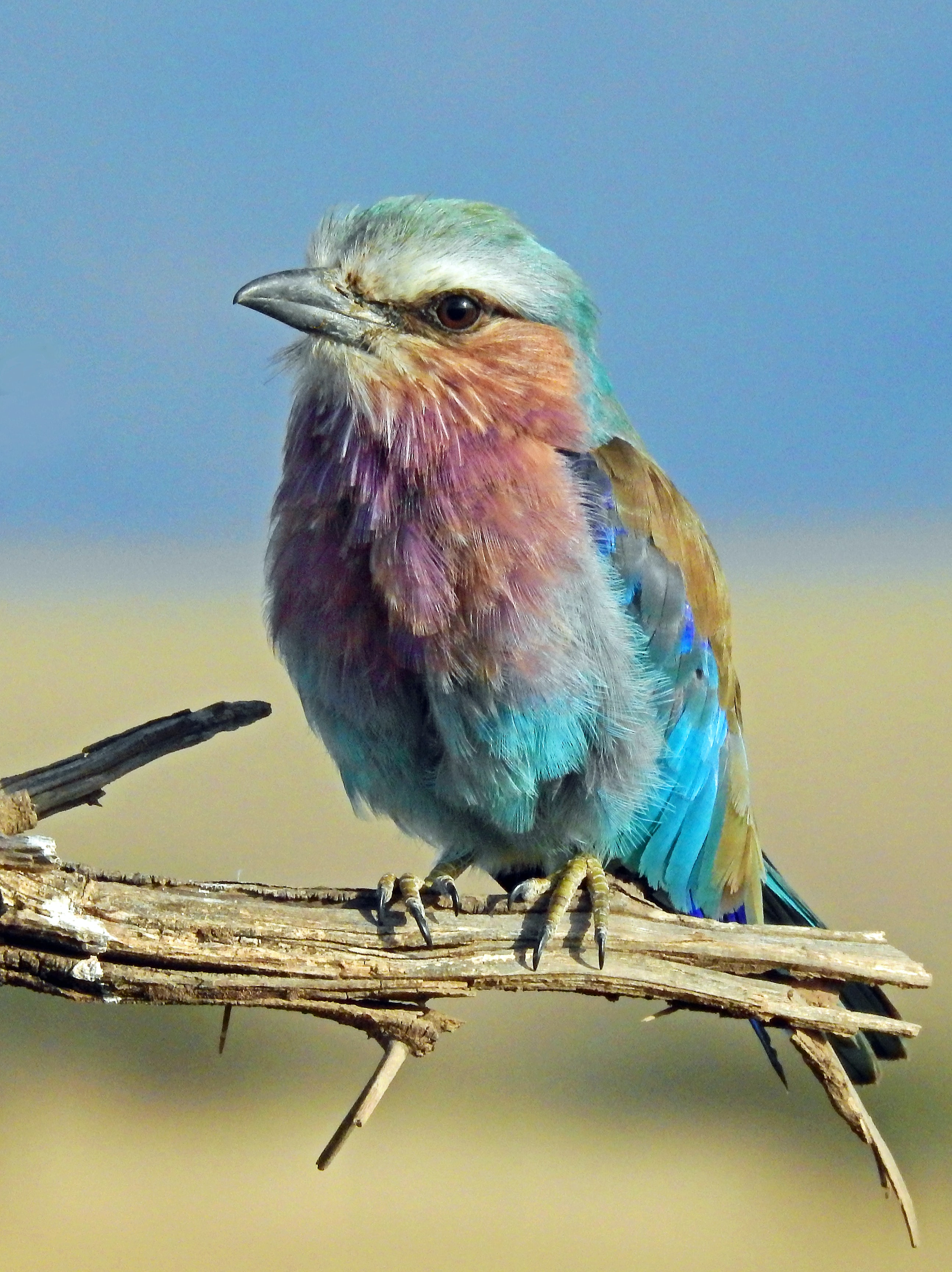Rainbow Bird