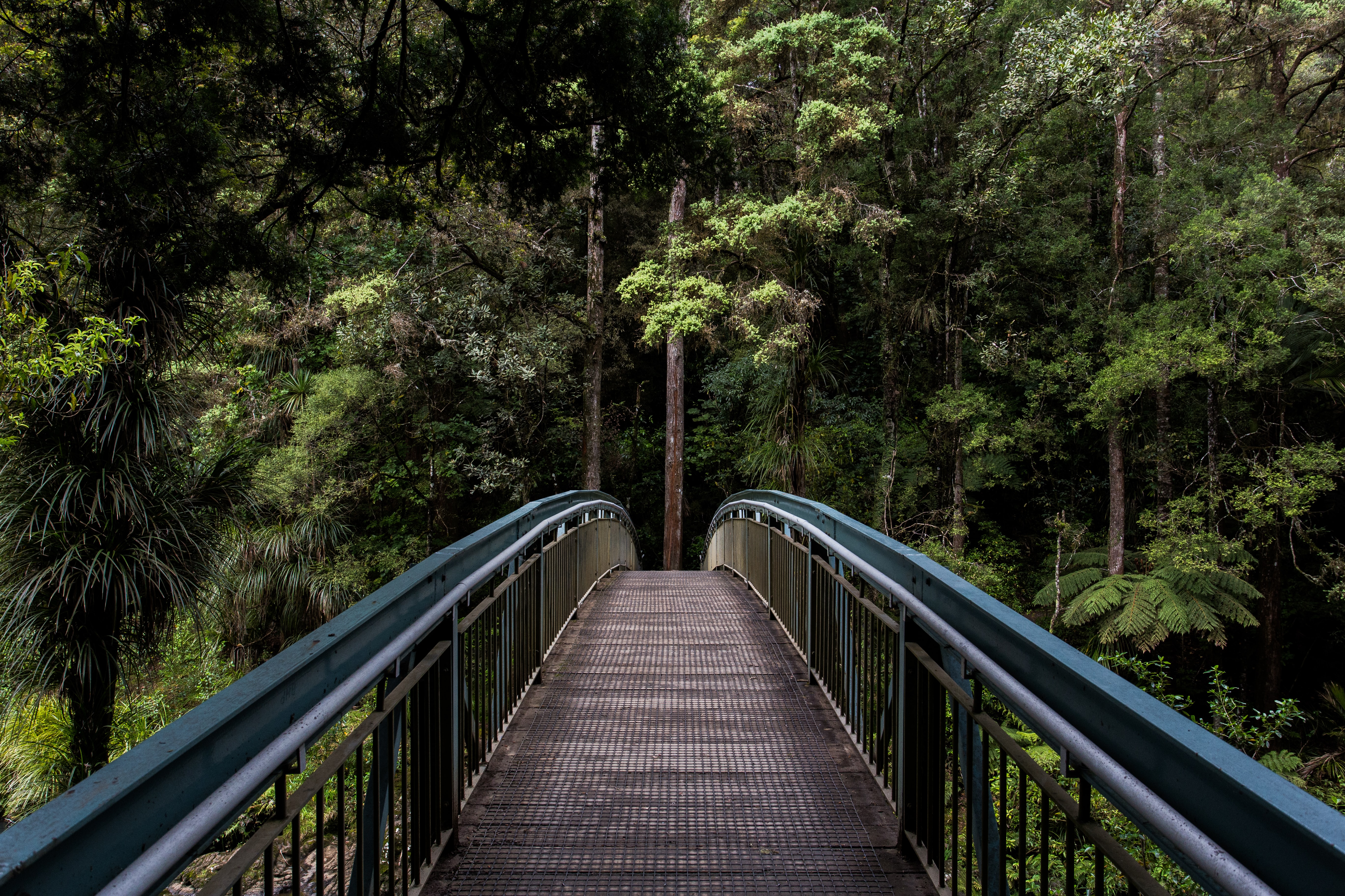 Bridge into the Forest